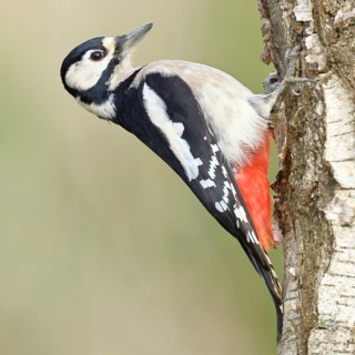 Great spotted woodpecker (Dendrocopus major), female, foraging on the trunk of a common birch