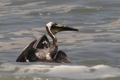 Brown Pelican & Heermann's Gull (Pelecanus occidentalis & Larus heermanni), Jalisco, Mexiko