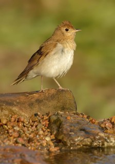 Veery (Catharus fuscescens), Texas, USA