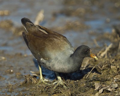 Common Gallinule at Colusa Naonal Wildlife Refuge California