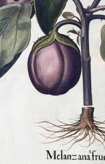 Aubergine (Solanum melongena) or egg plant, hand-coloured copperplate engraving by Basilius Besler,