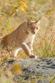 Eurasian lynx (Lynx lynx) on a rock in autumn forest, Bavarian Forest National Park