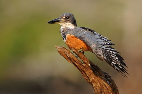 Ringed Kingfisher (Megaceryle torquata), Pantanal, Brazil