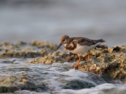 Ruddy Turnstone (Arenaria interpres) foraging, Cuba