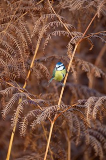 Blue tit (Cyanistes Caeruleus) adult bird on Bracken leaves in the autumn, England, United Kingdom