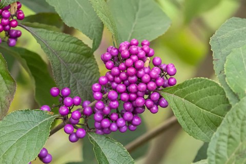 Love pearl bush (Callicarpa bodinieri 'Profusion'), An den Dorfwiesen, Germany