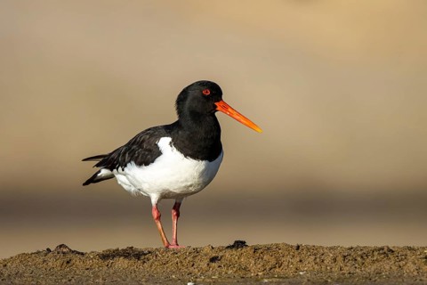 Eurasian Oystercatcher (Haematopus ostralegus), North Rhine-Westphalia, Germany