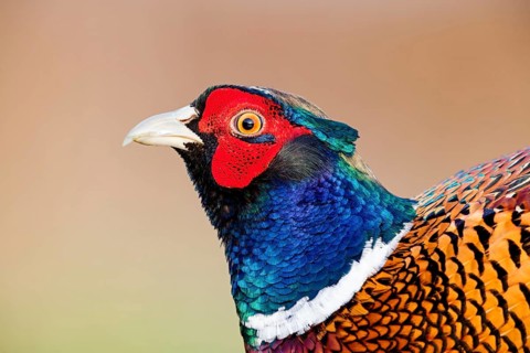 Pheasant, Common Pheasant, Pheasant, Ring-necked Pheasant, Phasianus colchicus, Faisan de Colchide,