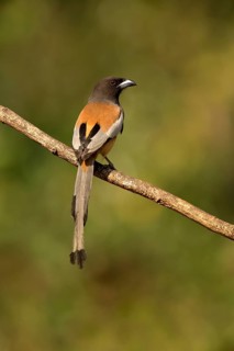 Rufous Treepie (Dendrocitta vagabunda) perched on a branch, Kerala, India
