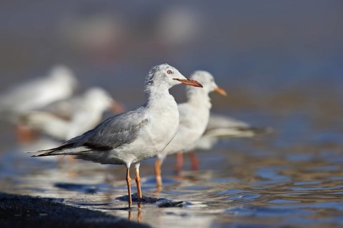 Slender-billed Gull (Chroicocephalus genei), Eilat, Israel