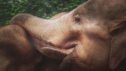 Two Asian elephants (elephas maximus) standing very close to each other and showing affection,