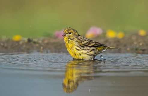 European Serin (Serinus serinus) at a waterhole, Aosta Valley, Italy