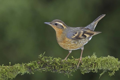 Varied Thrush (Ixoreus naevius), British Columbia, Canada