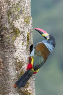 Gray-breasted Mountain-Toucan (Andigena hypoglauca) perched on a branch in Colombia, South America