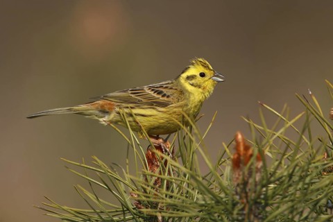 Yellowhammer (Emberiza citrinella), Utrecht, Netherlands
