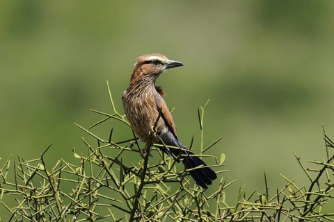 Purple Roller (Coracias naevius), Tsavo West National Park, Kenya