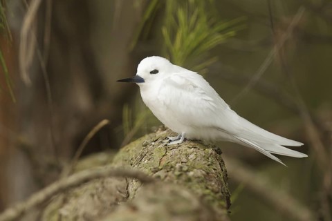 White Tern (Gygis alba), Hawaii, USA