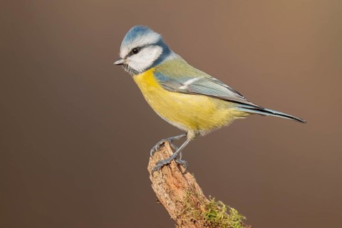 Eurasian Blue Tit (Cyanistes caeruleus), Lower Saxony, Germany
