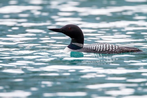 Great Northern Loon (Gavia immer), Alberta, Canada