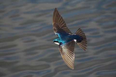 Tree Swallow (Tachycineta bicolor) male flying, British Columbia, Canada