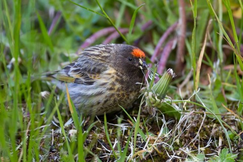 Red-fronted Serin - Rotstirngirlitz - Serinus pusillus: Kazakhstan