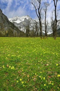The Großer Ahornboden in spring, blooming primroses, Großer Ahornboden, Karwendelgebirge, Tyrol,