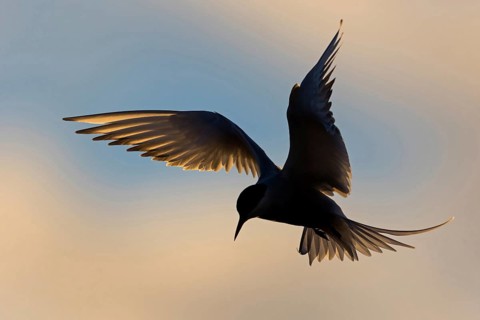 Arctic Arctic Tern, Sterna paradisaea, Sterne arctique, Charrán Ártico, Varanger, Finnmark, Norway