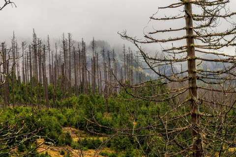 Dead trees Mountain spruce forest deaths in the Harz Mountains, Braunlage, Harz, Lower Saxony,