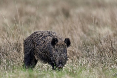It is often claimed that the sense of sight of the wild boar (Sus scrofa) is not particularly