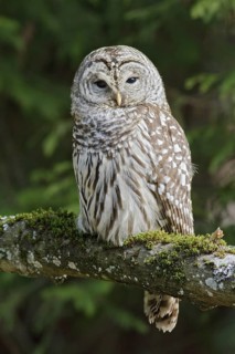 Barred Owl (Strix varia) perched on a rock in Victoria, BC, Canada