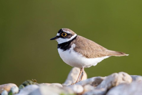 Little Ringed Plover (Charadrius dubius) male, North Rhine-Westphalia, Germany