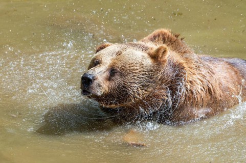 Eurasian brown bear (Ursus arctos arctos) in a little lake, Bavarian Forest, Bavaria, Germany