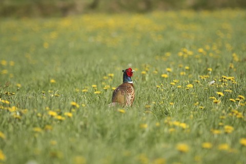 Common Pheasant (Phasianus colchicus) male, Lower Saxony, Germany
