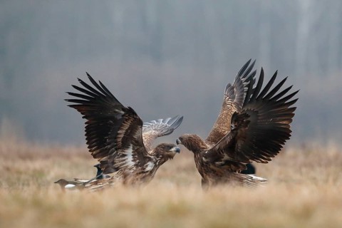White-tailed Eagle (Haliaeetus albicilla) juveniles wrangling, Poland