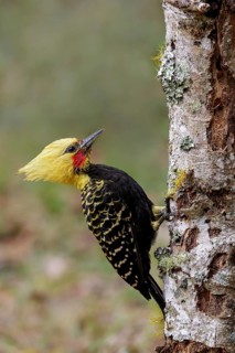 Blond-crested Woodpecker (Celeus flavescens) perched on a branch in the Atlantic Rainforest Region