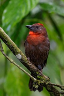 Red-throated Ant-Tanager (Habia fuscicauda) perched on a branch in Costa Rica