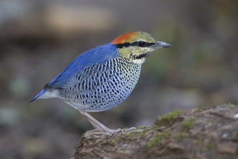 Blue Pitta (Hydrornis cyaneus) male, Chaiyaphum, Thailand