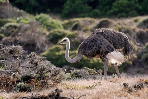 South African ostrich (Struthio camelus australis), adult, female, foraging, alert, Cape of Good