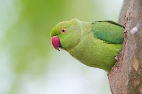 Halsbandsittich, Rose-ringed Parakeet, Ring-necked Parakeet, Psittacula krameri