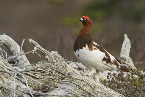 Willow Ptarmigan (Lagopus lagopus) male, Manitoba, Canada
