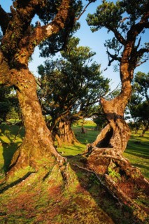 Centuries-old til trees in fantastic magical idyllic Fanal Laurisilva forest on sunset. Madeira
