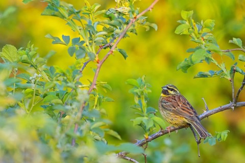 Cirl Bunting (Emberiza cirlus), Bruant zizi, Escribano SoteÒo, Bad D¸rkheim district, Wachenheim,