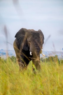African elephant (Loxodonta africana), in tall grass, Serengeti National Park, Tanzania