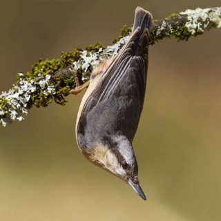 Eurasian Nuthatch (Sitta europaea), Asturias, Spain