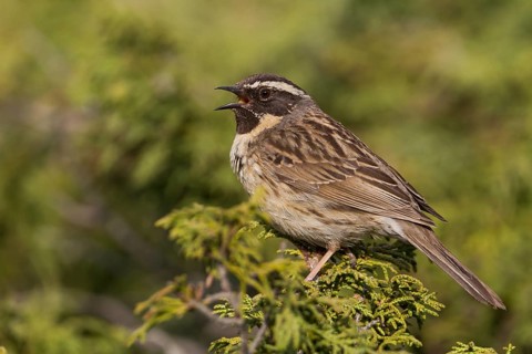 Black-throated Accentor - Schwarzkehlbraunelle - Prunella atrogularis ssp. huttoni, Kazakhstan,