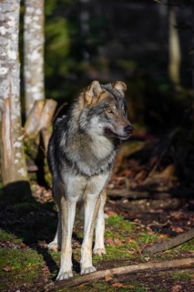 An adult male eurasian gray wolf (Canis lupus lupus) stands at a forest edge