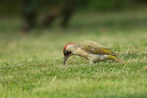 Green woodpecker (Picus viridis) adult bird feeding on a garden grass lawn, Norfolk, England,