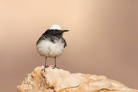 Hooded Wheatear (Oenanthe monacha) male, Eilat, Israel