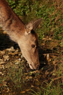 Red deer (Cervus elaphus) female animal drinking from a stream during the rut, Allgäu, Bavaria,