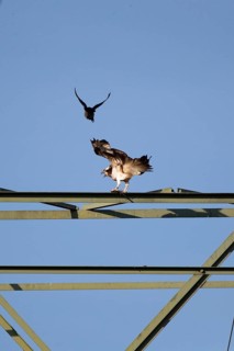 An osprey being teased by a crow, Müritz region, Mecklenburg-Western Pomerania, Germany